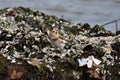 A Snow Bunting