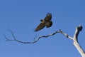Red-Tailed Hawk taking Flight Royalty Free Stock Photo