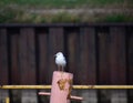 Ring Billed Gull in Lorain, Ohio