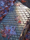 Fall pin oak leaves on hand-carved tread of path log Royalty Free Stock Photo