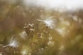 Fall plant with milkweed seeds blowing in the wind Royalty Free Stock Photo
