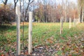 Fall planting of trees and shrubs. Planting a Trees Correctly with Two Stakes in Autumn.