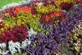 Fall Plants for Flower Bed. Colorful garden flowerbed in autumn. Flower Bed Design.