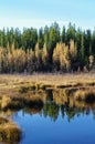 Fall Pond Royalty Free Stock Photo