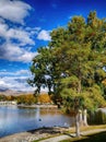 fall poplars on shore of Lake Chelan