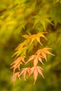 Fall in the Portland Japanese Garden Royalty Free Stock Photo