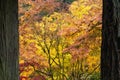 Fall in the Portland Japanese Garden Royalty Free Stock Photo