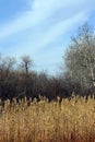 Fall Prairie Wild Grasses