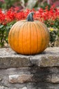 A Fall Pumpkin and flowers Royalty Free Stock Photo