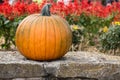 A Fall Pumpkin and flowers Royalty Free Stock Photo