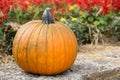 A Fall Pumpkin and flowers Royalty Free Stock Photo