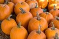 Fall pumpkin harvest for sale Royalty Free Stock Photo