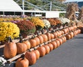 Fall Pumpkin and Mum Display Royalty Free Stock Photo