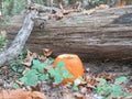 Fall Pumpkin in the Woods Royalty Free Stock Photo