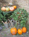 Fall Pumpkins, Gourds, Watering Cans and Plants Royalty Free Stock Photo