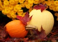 Fall pumpkins with red fall leaves and yellow mums Royalty Free Stock Photo