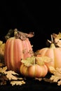 Fall Pumpkins - vertical