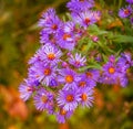 Fall purple asters in bloom Royalty Free Stock Photo