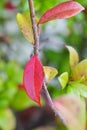 Fall red leaf with green leaf Royalty Free Stock Photo