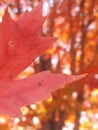 Fall Red leaf maple tree Royalty Free Stock Photo