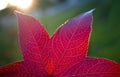 Fall red leaf Royalty Free Stock Photo