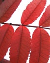 Fall red leaves -isolated