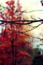 Fall red maple tree. Raindrops on bare branches.