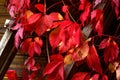 Fall. ÃÂ¡reeper. Garden. Royalty Free Stock Photo