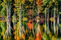 Fall reflections and a flooded forest at Monksville Reservoir Royalty Free Stock Photo