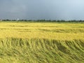 Fall rice field under cloudy sky