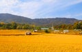 Fall ripe rice field