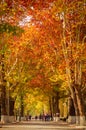 Fall road in college 4 Royalty Free Stock Photo