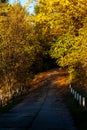 Fall Road Royalty Free Stock Photo