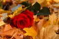 Red rose on yellow leaves Royalty Free Stock Photo