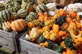 Fall`s abundance can be seen in bright green and orange colorful pumpkins and squash in boxes at farmers market.