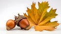 Fall\'s Essence: Rich Acorns Beside a Golden Leaf Royalty Free Stock Photo