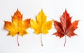 Fall\'s Finest: A Stunning Display of Four Unique Autumn Leaves on a White Background