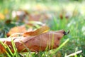 Fall scene. Autumn leaves on the lawn. Golden morning sun rays on green grass. The end of the summer. Hello September, October, No