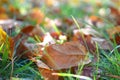 Fall scene. Autumn leaves on the lawn. Golden morning sun rays on green grass. The end of the summer. Hello September, October, No Royalty Free Stock Photo