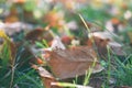 Fall scene. Autumn leaves on the lawn. Golden morning sun rays on green grass. The end of the summer. Hello September, October, No Royalty Free Stock Photo