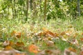 Fall scene. Autumn leaves on the lawn. Golden morning sun rays on green grass. The end of the summer. Hello September, October, No Royalty Free Stock Photo