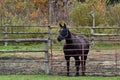 Fall scene of a black horse standing at a gate to barnyard Royalty Free Stock Photo