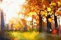 Fall Scene. Bokeh effect. Trees and Leaves in Sunlight Rays Royalty Free Stock Photo