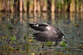 Fall scene of a Canada Goose with wings spread touching down in a marsh Royalty Free Stock Photo