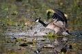 Fall scene of a Canada Goose with wings spread touching down in a marsh Royalty Free Stock Photo