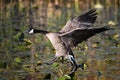 Fall scene of a Canada Goose with wings spread touching down in a marsh Royalty Free Stock Photo