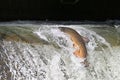 Fall scene of a Chinook Salmon at a fish ladder Royalty Free Stock Photo