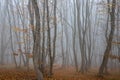 Fall scene with a forest full of half-bare thin and tall trees with yellow leaves covered with fog