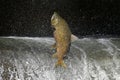 Fall scene of a Salmon jumping up a fish ladder Royalty Free Stock Photo