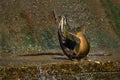 Fall scene of a Salmon jumping up a fish ladder and misses Royalty Free Stock Photo